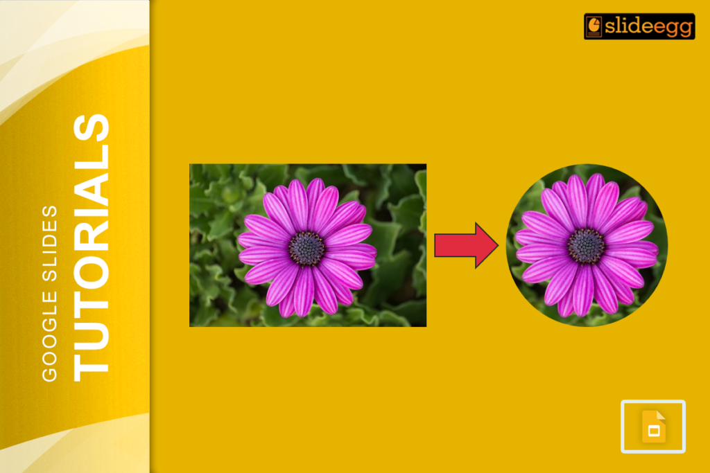 Google Slides tutorial on cropping a flower image into a circle, illustrated with before-and-after images.