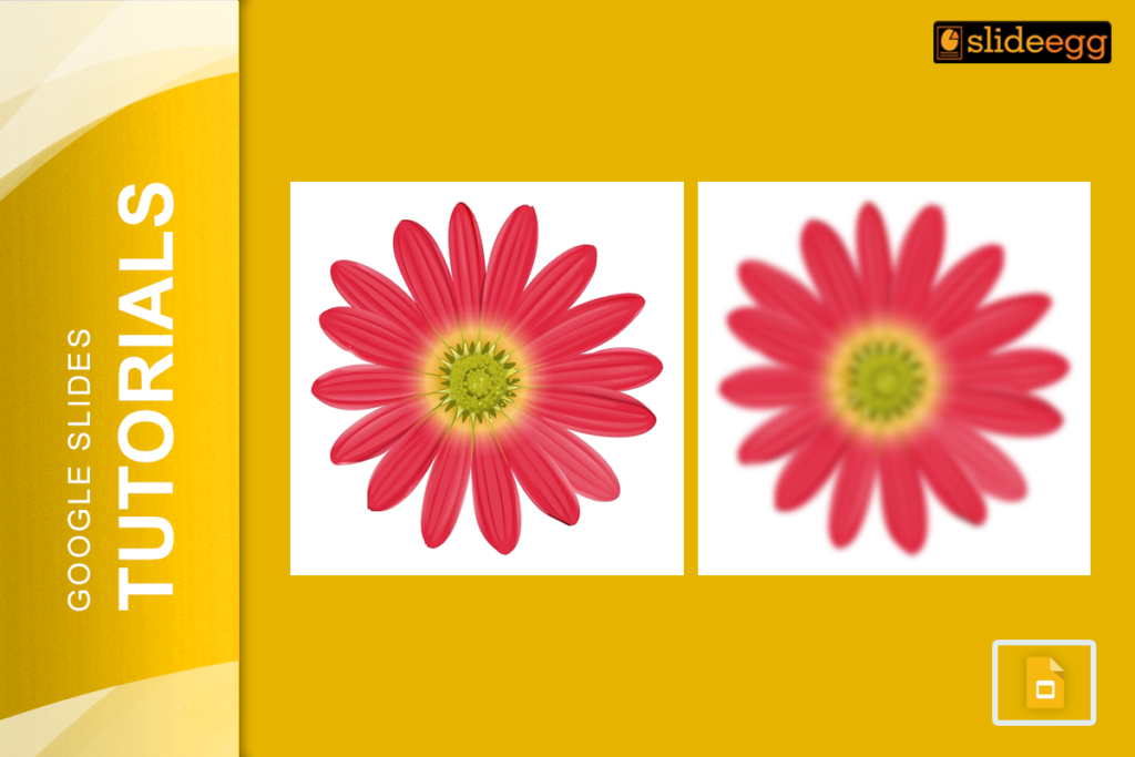 Banner for blog "How to Blur an Image in Google Slides" with clear and blurred red flower images.