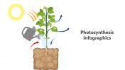 Editable Photosynthesis Infographic PPT And Google Slides