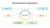 200798-Photosynthesis-Infographic_09