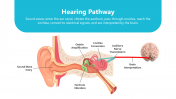 200854-Physiology-Of-Hearing_09