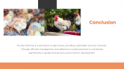 300857-Poultry-Farming_10