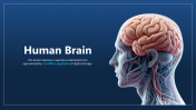 300862-Human-Brain_01