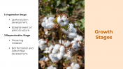 300880-Cotton-Cultivation_06