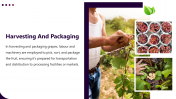 400903-Supply-Chain-For-Grapes-Production_06