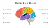 Attractive Human Brain Sketch PPT And Google Slides Template