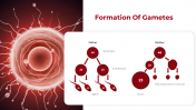 500757-Embryology_03