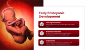 500757-Embryology_05