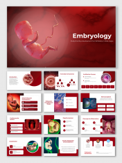 Best Embryology Presentation And Google Slides Templates