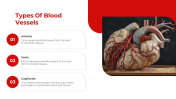 500801-Cardiovascular-System_05