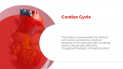 500801-Cardiovascular-System_07