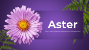 500853-Aster_01