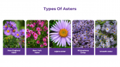 500853-Aster_05