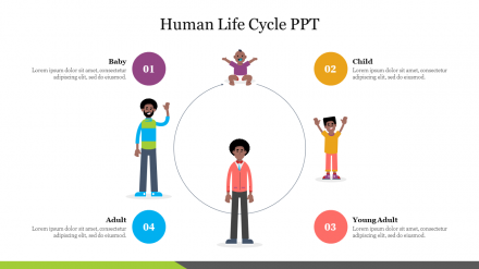 Shop Now Human Life Cycle PPT Presentation Template