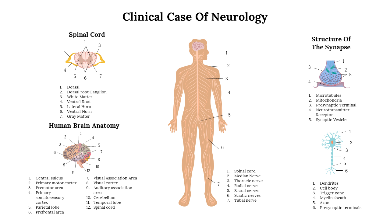 Clinical case of neurology slide illustrates the human brain anatomy, spinal cord, and synapse structure with numbered parts.