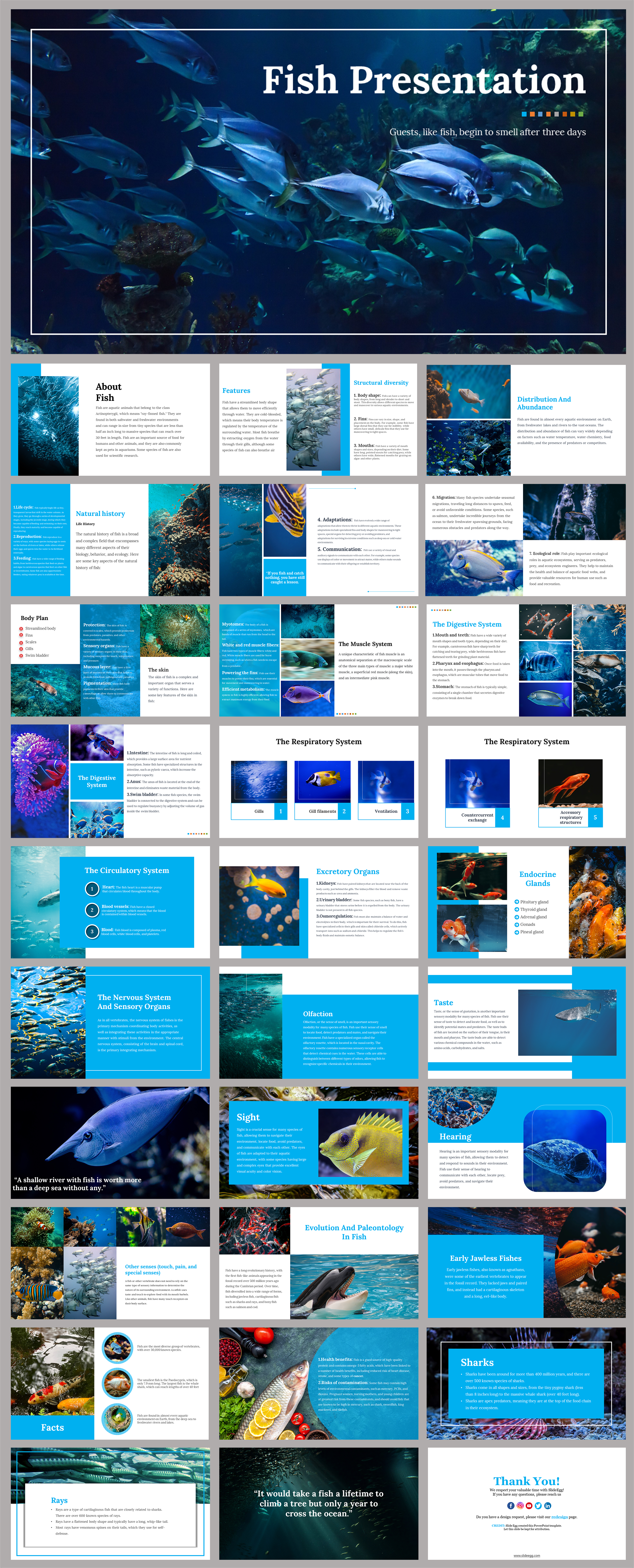 Fish Presentation And Google Slides Themes Template