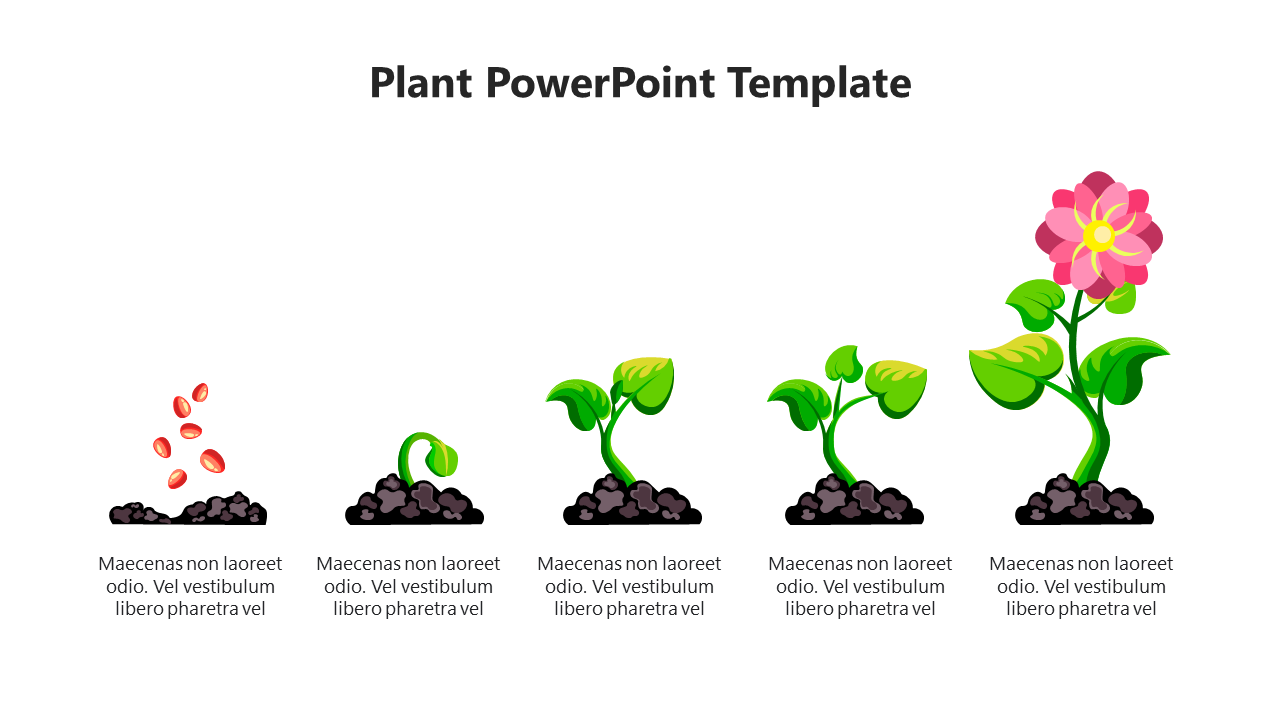 Illustration of a plant growth with five stages, from seeds to a blooming flower, with green leaves and pink petals.