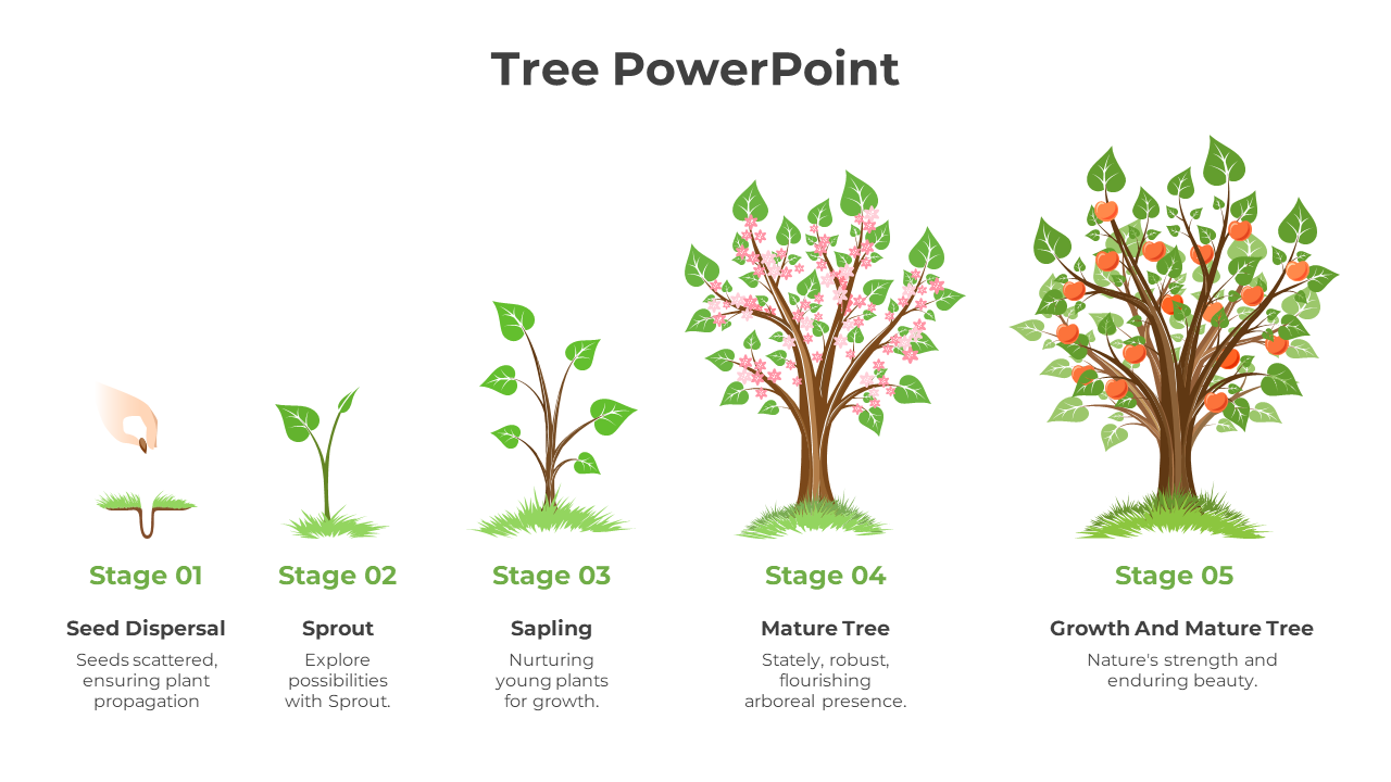 Horizontal sequence of five tree illustrations, each stage growing larger from seedling to mature, in green and brown tones.