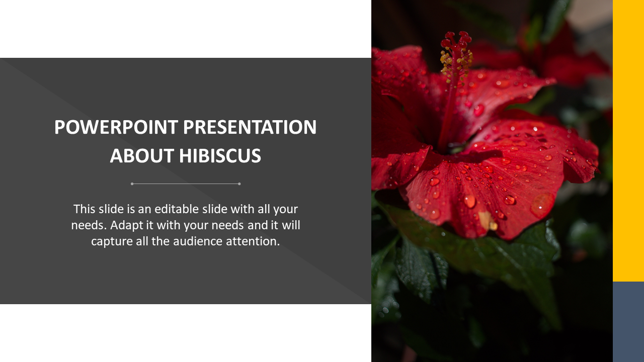 Slide dedicated to hibiscus, showcasing a close up image of a blooming red flower with text area.