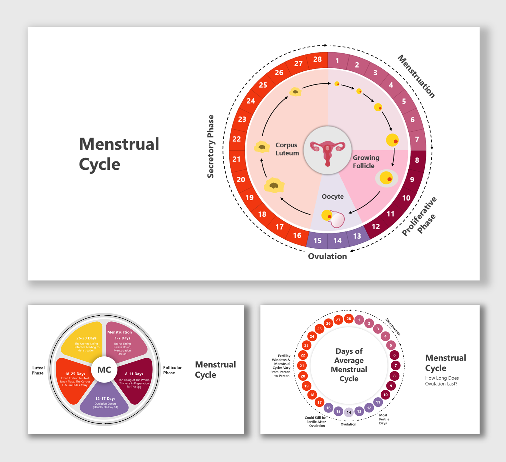 Menstrual cycle chart with cycle phases, ovulation, and days labeled in pink, purple, and orange with a circular flow design.