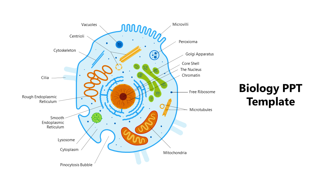 Biology template showing a detailed cell diagram with labeled organelles like mitochondria, nucleus, and lysosomes.