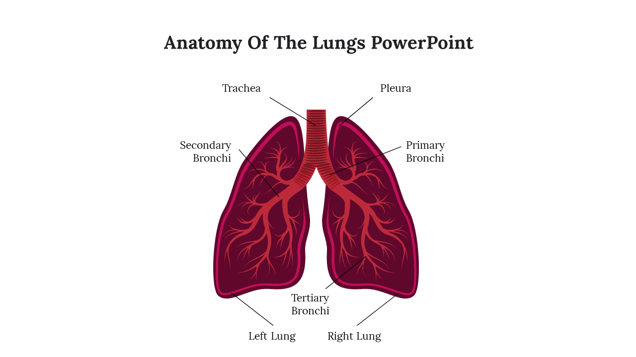 Diagram of the anatomy of the lungs showing labeled trachea, bronchi, pleura, and left and right lungs.