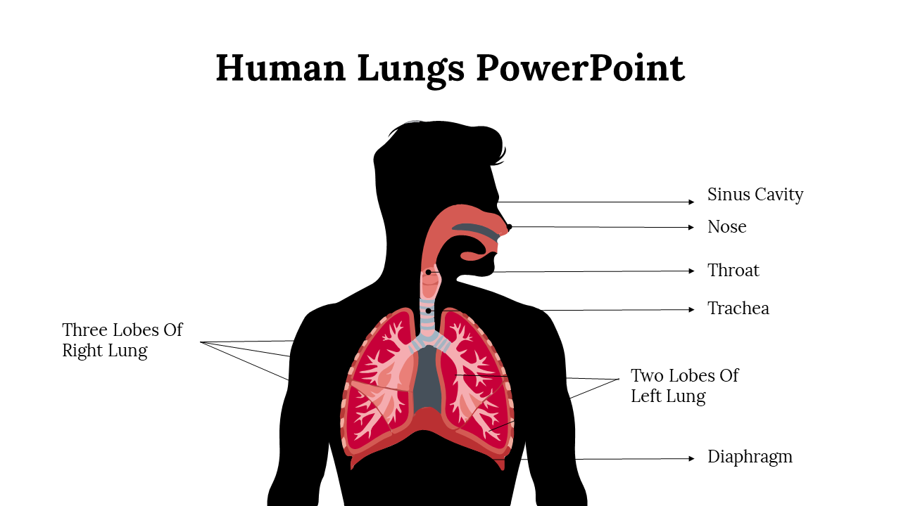 Human silhouette with detailed illustration of lungs, showing three lobes on the right lung and two lobes on the left lung.