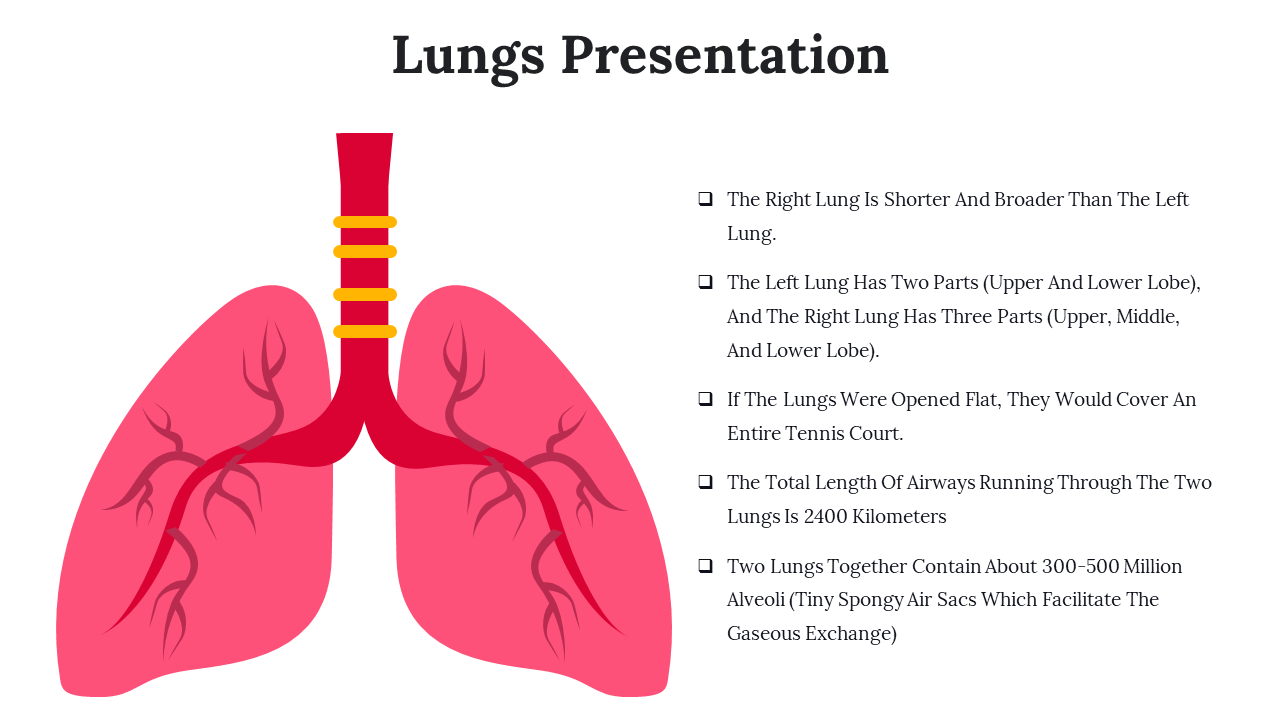 Illustration of lungs with labeled trachea, right, and left bronchi, and checklist of lung facts on the right.