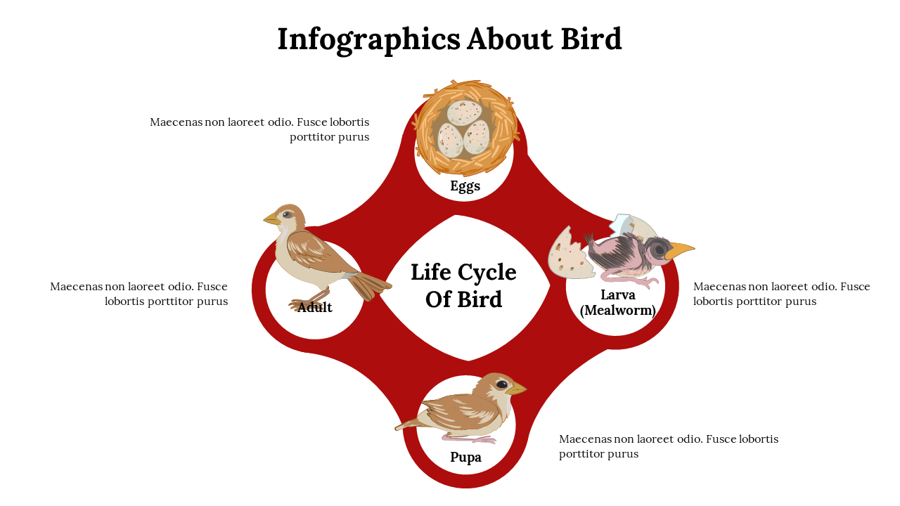 Bird life cycle infographics showing eggs, larva, pupa, and adult stages, illustrated in a red four leaf shape.