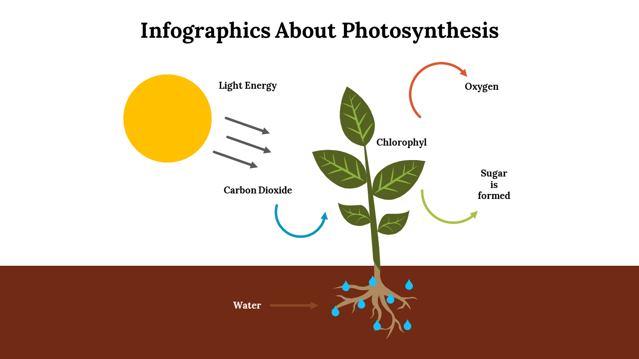 A green plant rooted in brown soil and arrows indicating the flow of sunlight, water, and gases involved in photosynthesis.