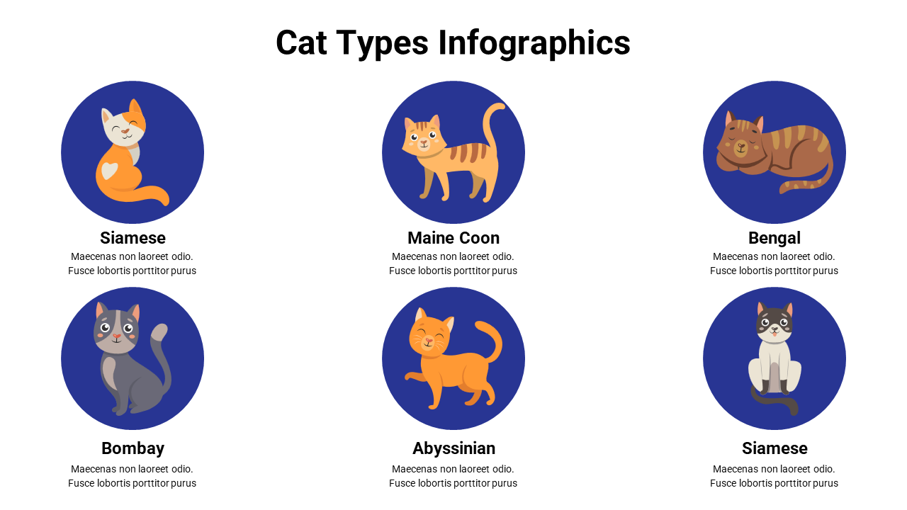 Cat types infographic showcasing six illustrated cat breeds, including siamese, maine coon, bengal, bombay, and abyssinian.