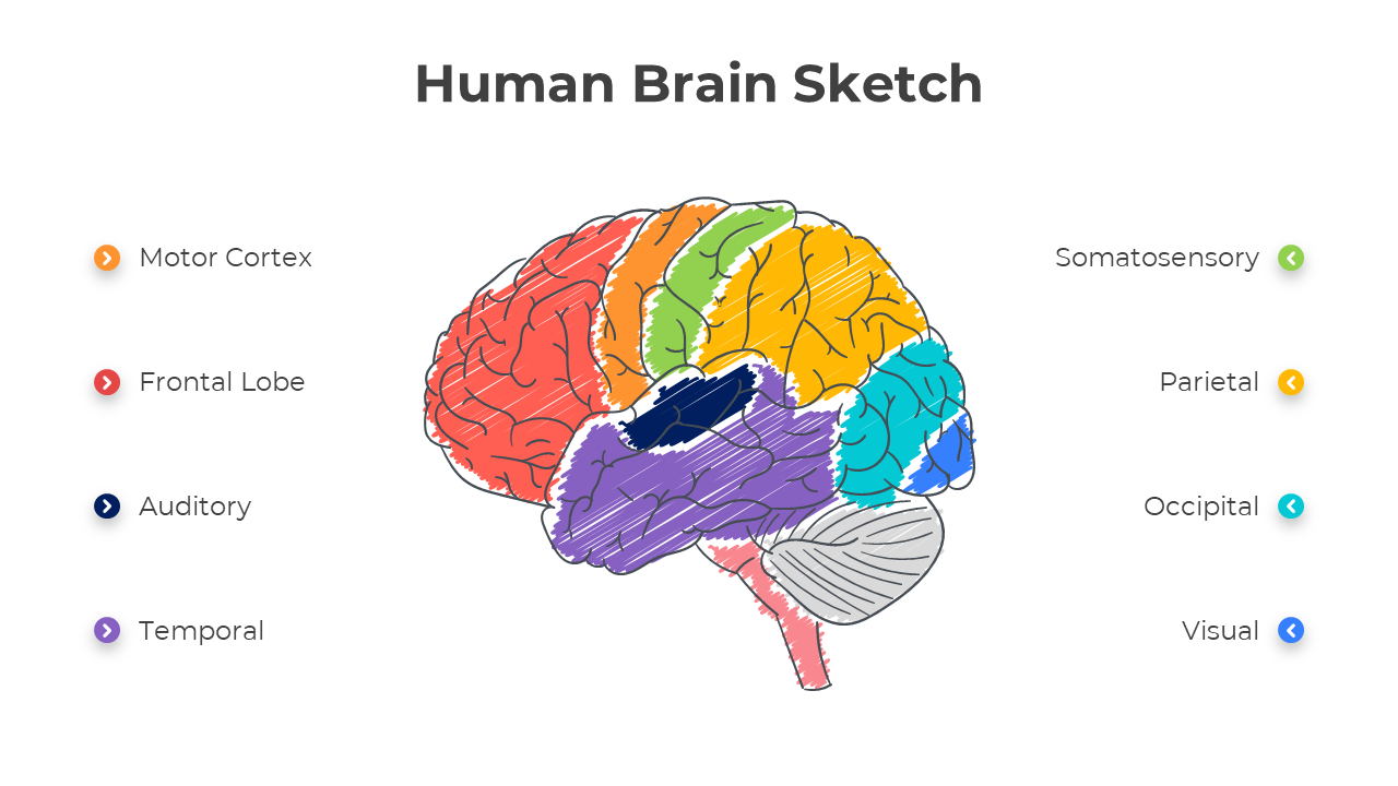 Slide featuring a colorful sketch of the human brain, with different regions labeled.