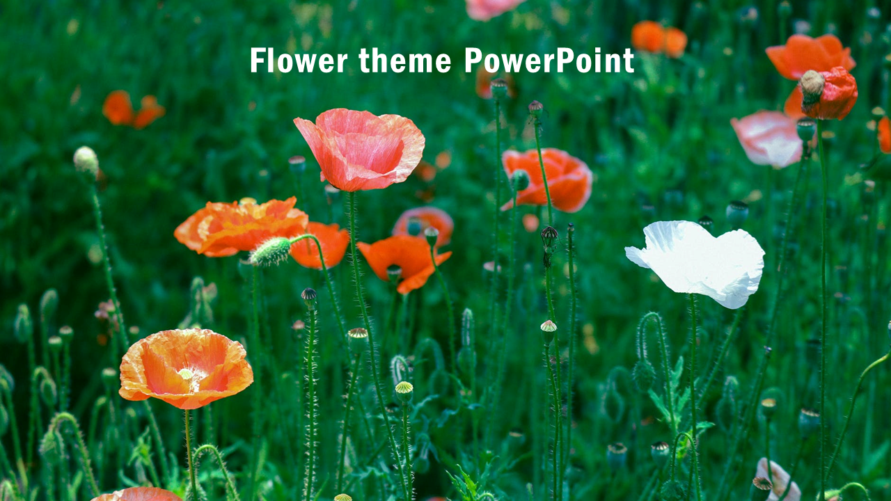 Flower theme lush PPT slide green meadow with bright poppies and a white flower standing out against the background.