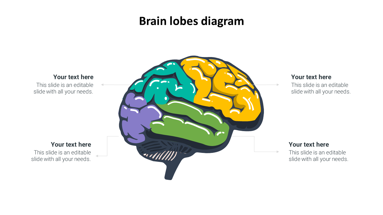 Colorful brain lobe illustration in yellow, green, teal, and purple with corresponding text sections around it.