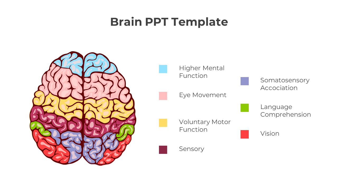 Colorful brain diagram showing distinct areas for sensory, motor, and cognitive functions with a matching legend.