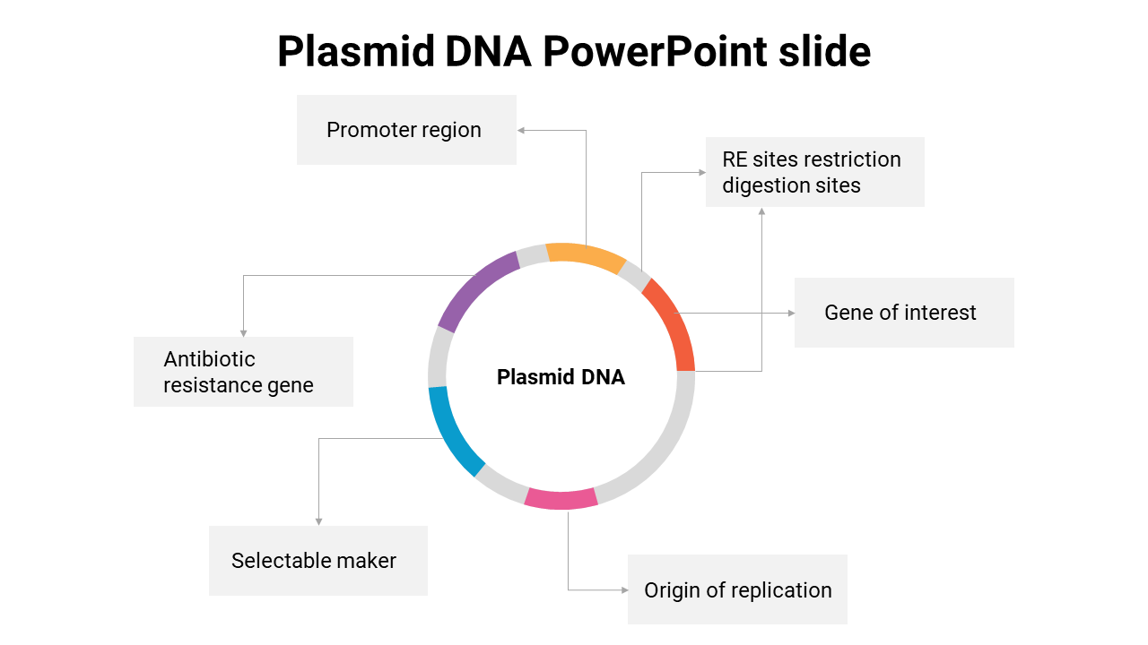 Slide illustrating Plasmid DNA with labeled components like antibiotic resistance gene and origin of replication.