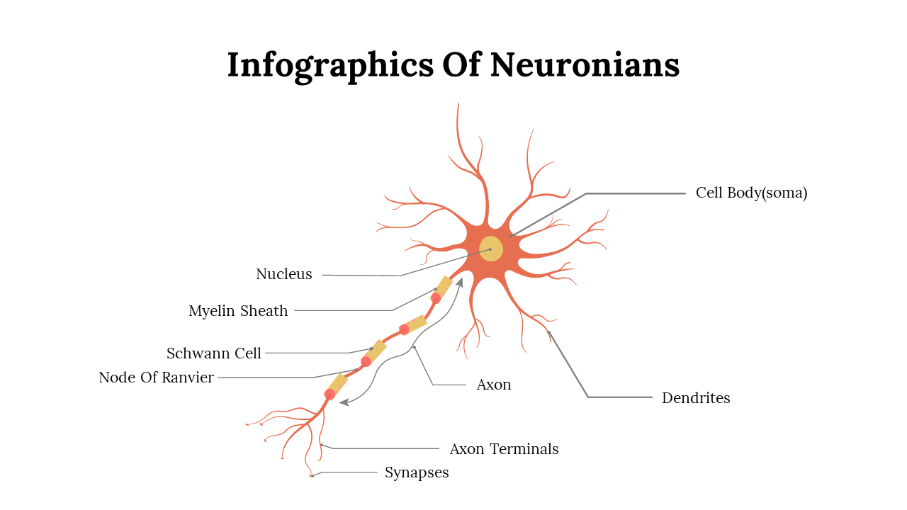 Creative Infographics Of Neuronians PPT And Google Slides