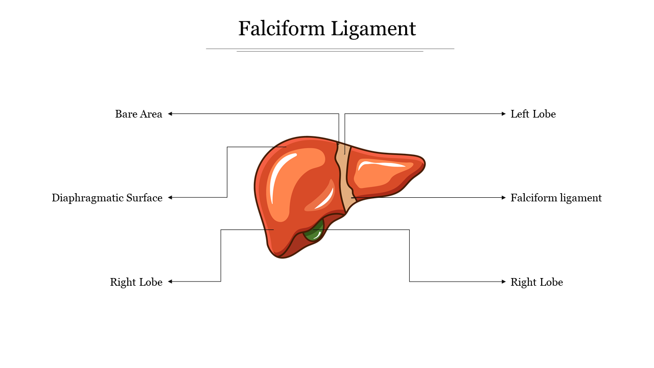 Illustration of a liver in red, with labeled parts, including left and right lobe, bare area, and falciform ligament.