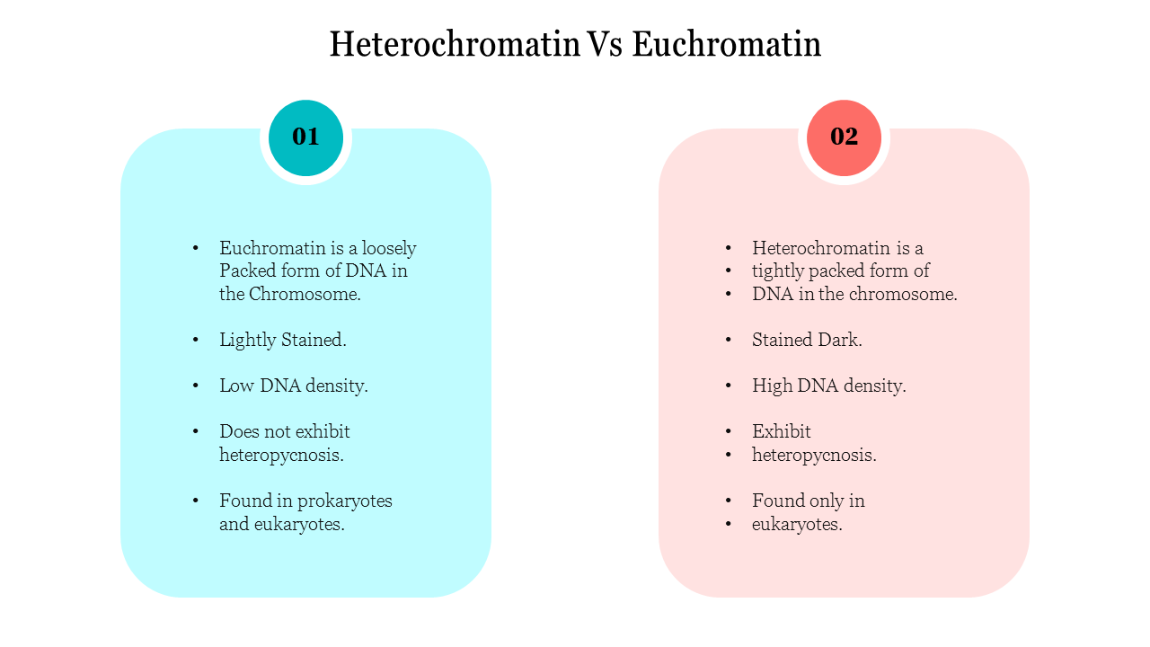 Comparison slide between heterochromatin in blue box and euchromatin in orange box highlighting differences in DNA.