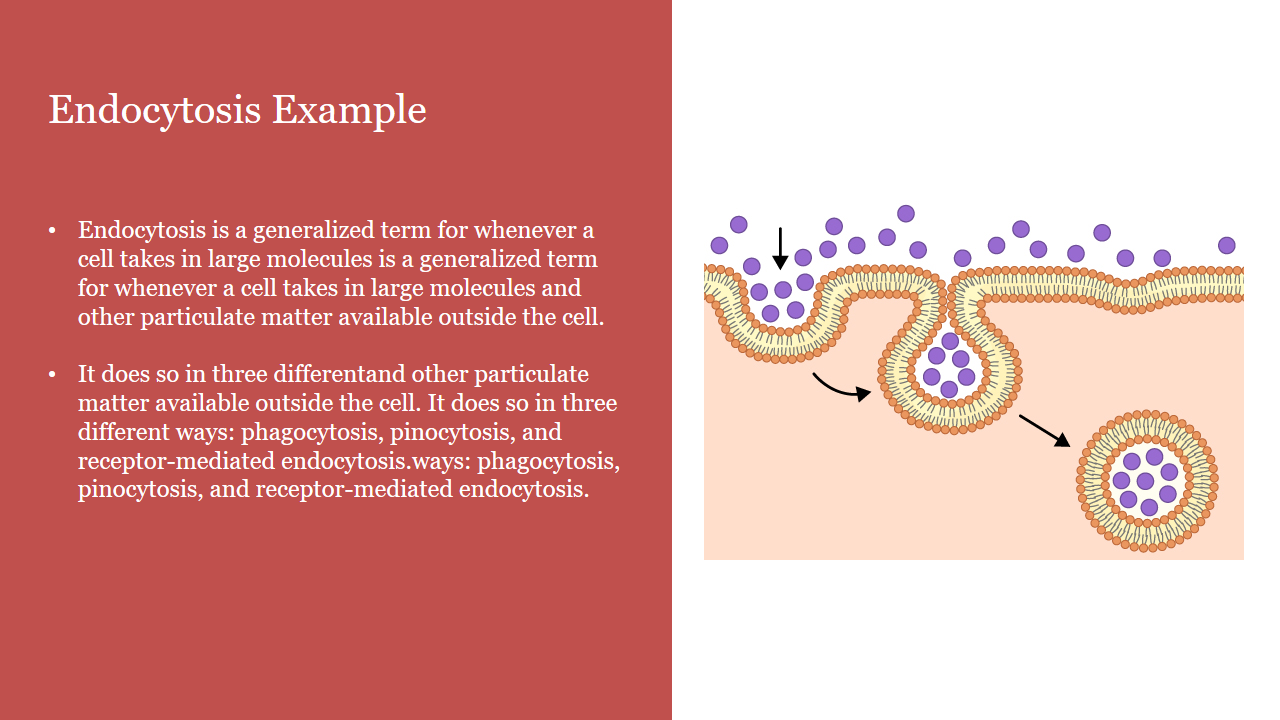 Illustration of endocytosis process with cell membrane wrapping purple particles, alongside text on red background.