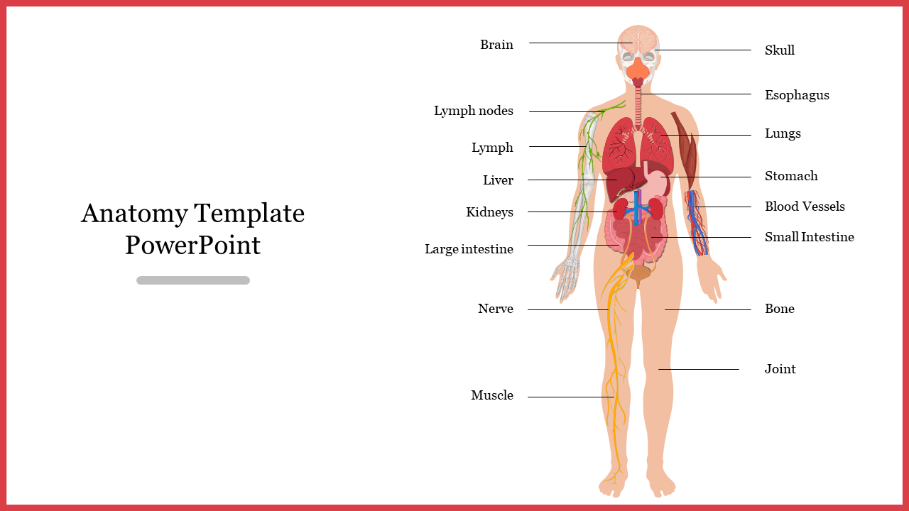 Illustration of human anatomy with labeled organs and systems, and text on the left in a red border.