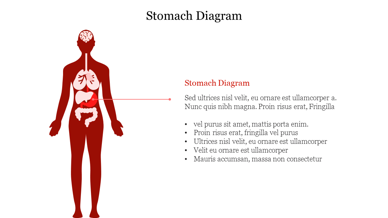 Silhouette of human body in red with internal organs and stomach highlighted, connected to a description on the right.