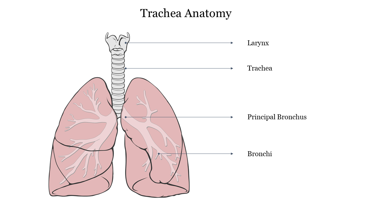 Labeled diagram of trachea anatomy, showing the larynx, trachea, principal bronchus, and bronchi.