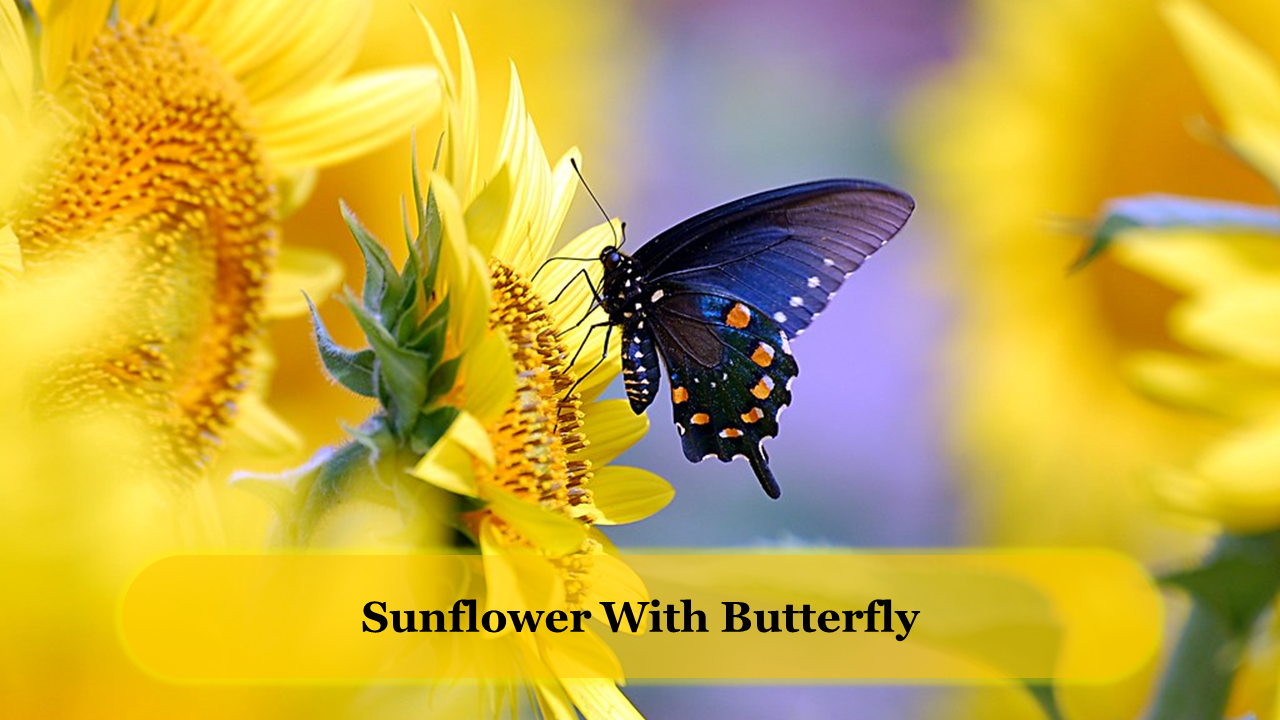 Close-up of a black butterfly perched on a vibrant sunflower with a blurred yellow background.