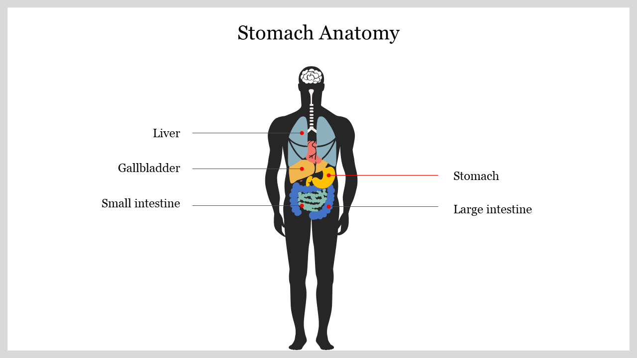 Editable Stomach Anatomy PowerPoint Presentation Template