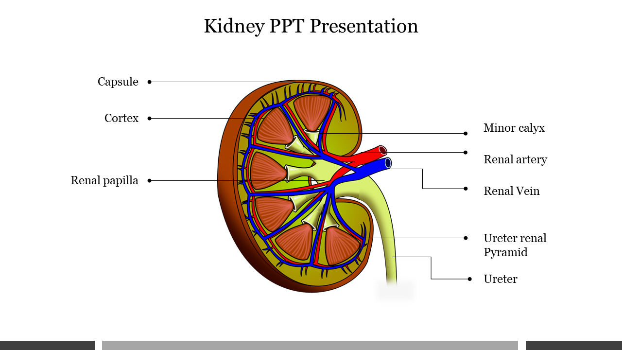 A slide displaying a detailed cross-section of the kidney, with labels identifying various structures.