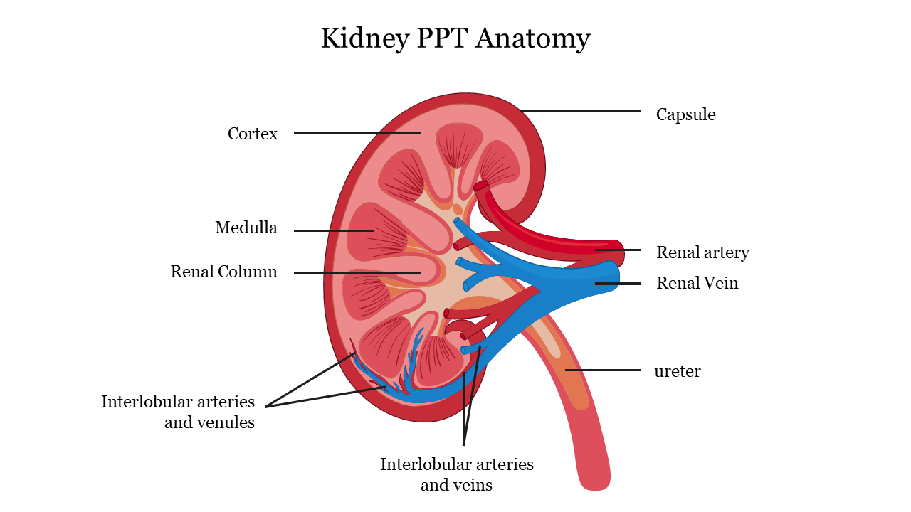 Slide illustrating kidney sections, highlighting areas like the renal column, capsule, and major blood vessels.