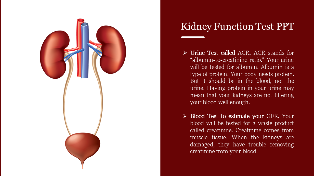 Slide about kidney function tests with a diagram and text explaining urine albumin and blood creatinine tests.