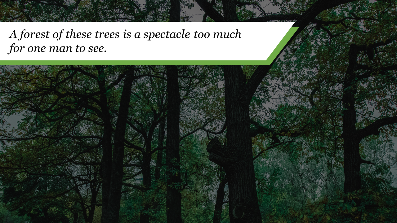 Dark forest background with dense trees and a white text box trimmed with green at the top.