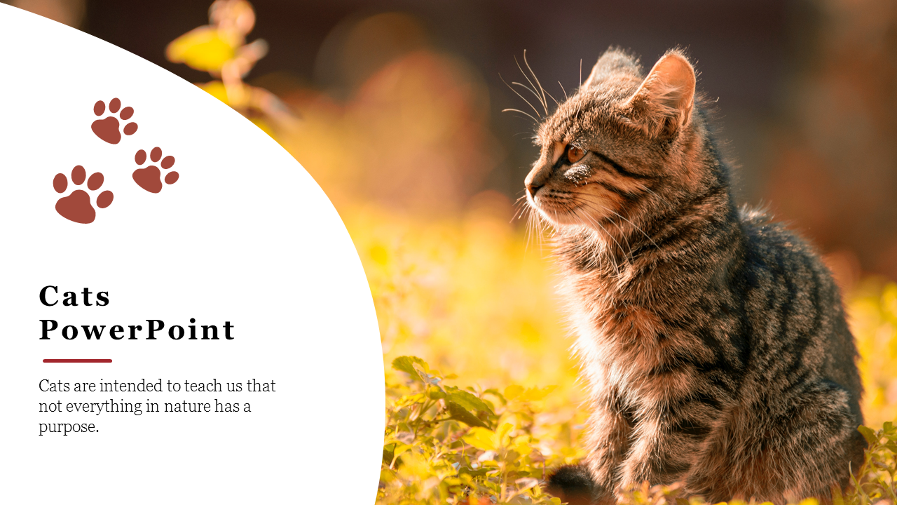 A cat sitting in a sunlight field, with paw prints and text on the left in a white curved section.